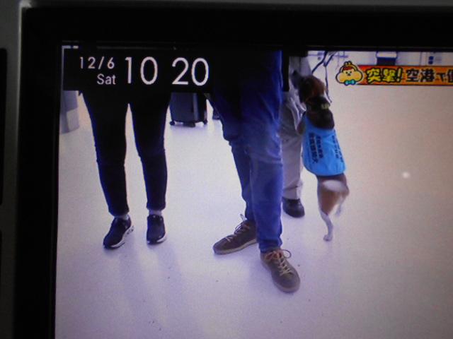 ムーヴキャンバスＸメイクアップリミテッド　ＳＡ３　４ＷＤ　純正ナビ　ドラレコ２０１９年モデル　ダイハツ純正８インチメモリーナビ　ドライブレコーダー　パノラマモニター　装着車（福井県）の中古車