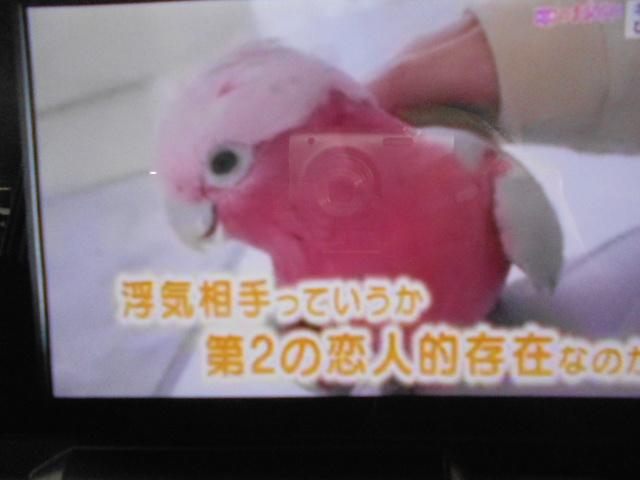 タフトＧ　クロムベンチャー　９インチディスプレイオーディオ装着パノラマモニター装着車（福井県）の中古車