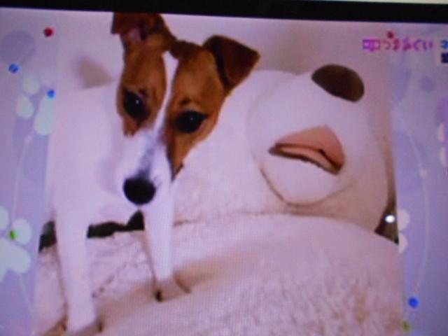 ムーヴＧ　純正１０インチナビ　ドラレコ　パノラマモニター装着２０２５年モデル　ダイハツ純正１０インチスタイリッシュメモリーナビ　ドライブレコーダー　パノラマモニター　装着車（福井県）の中古車