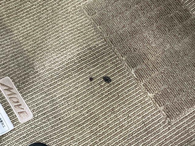 ムーヴLフルセグナビ USB接続 アイドリングストップ マニュアルレベリング機能付ハロゲンヘッドライト キーレスエントリー シートベルトアンカーアジャスター 助手席シートバックポケット+ショッピングフック(千葉県)の中古車