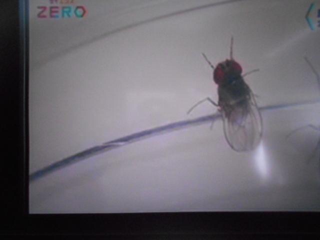 ロッキーG 9インチディスプレイオーディオ ドライブレコーダー 装着パノラマモニター TVコントロールキット ETC車載器 装着車(福井県)の中古車