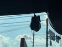令和２年式　衝突低減ブレーキ　純正フルセグナビ　ＥＴＣ　ドラレコ（福岡県）の中古車